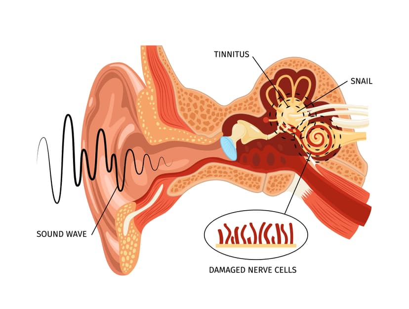 Hearing & Auditory Health