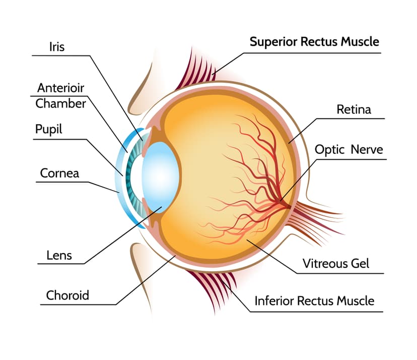 Vision & Eye Health